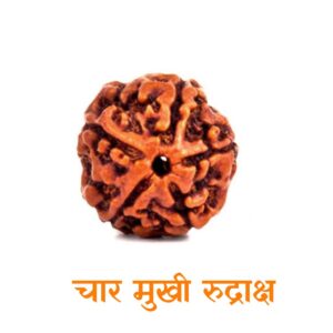 chaar_mukhi_rudraksha