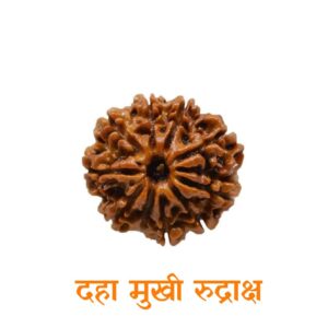 daha_mukhi_rudraksh